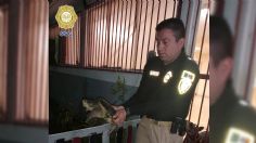 Rescatan a tortuga caimán que fue abandonada en un parque