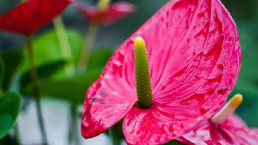 Anturio rojo: conoce el profundo significado espiritual de colocar esta planta en maceta durante la Navidad