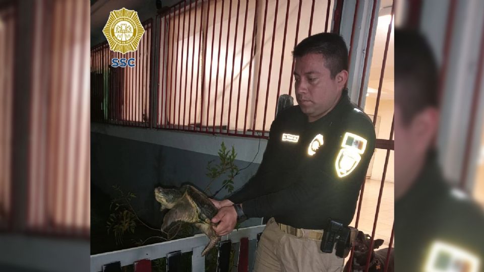 La tortuga fue rescatada por oficiales especialistas.