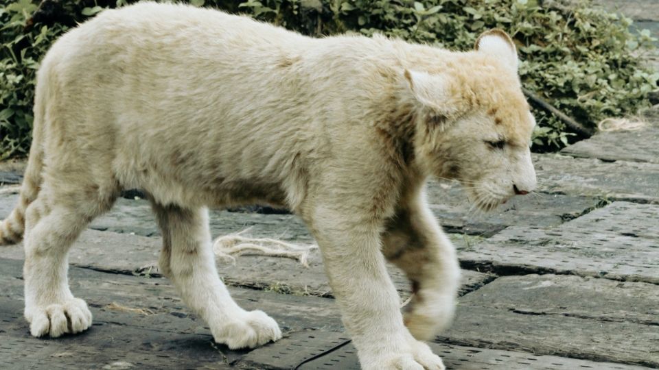 En redes sociales se difundió el video del cachorro de león caminando por las calles de la demarcación jalisciense.