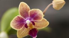 Descubre cómo resucitar una ORQUÍDEA MARCHITA en sólo una semana