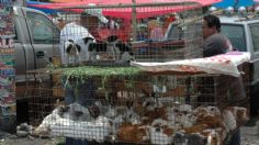 Comisión mantiene la prohibición de la venta de animales en la vía pública de la CDMX