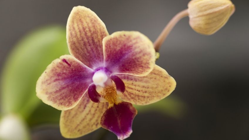 Descubre cómo resucitar una ORQUÍDEA MARCHITA en sólo una semana