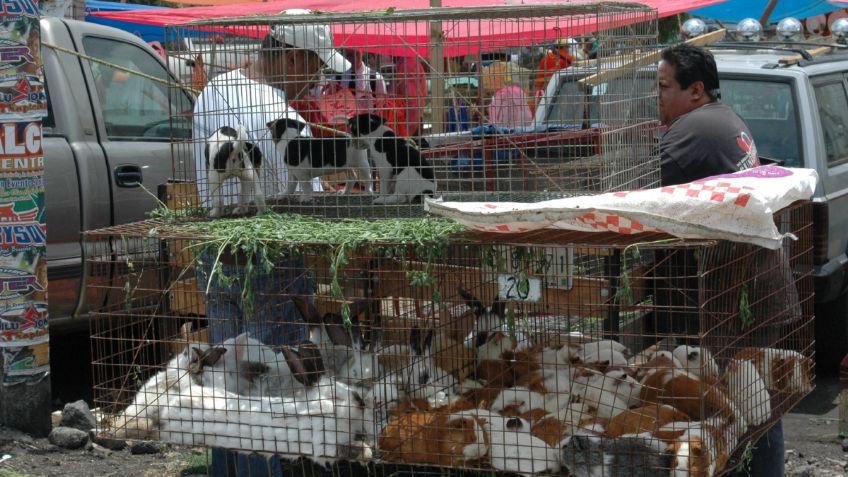 Comisión mantiene la prohibición de la venta de animales en la vía pública de la CDMX