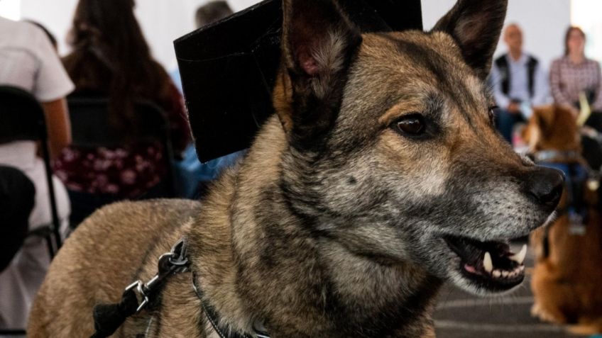 ¿Cómo puedo ayudar a los perros peregrinos abandonados en la Basílica?