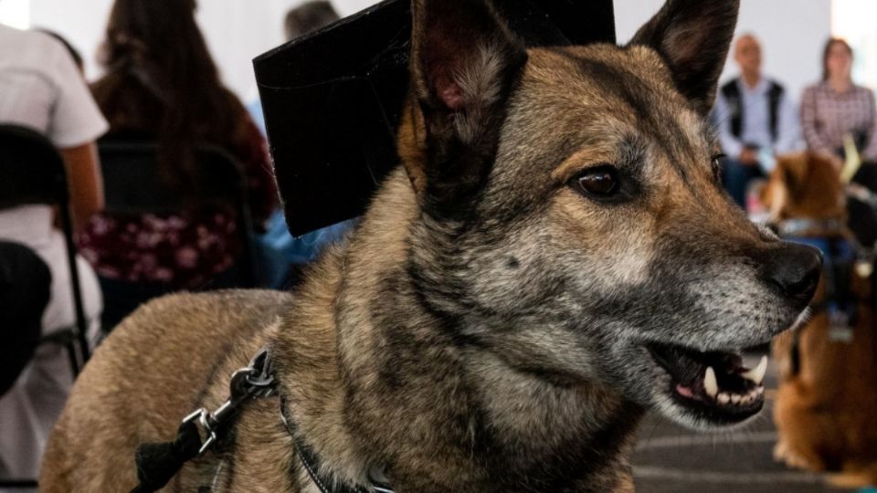 Una forma de ayudar a los perritos peregrinos es brindar apoyo a las organizaciones que los rescatan.