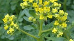 Descubre el profundo significado de tener una planta de ruda en el jardín que pocos saben