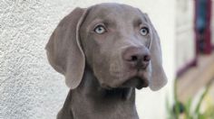 Toma asiento antes de saber cuántos años vive la raza de perro Weimaraner