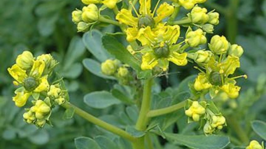 Descubre el profundo significado de tener una planta de ruda en el jardín que pocos saben