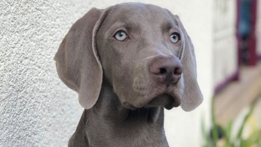 Toma asiento antes de saber cuántos años vive la raza de perro Weimaraner