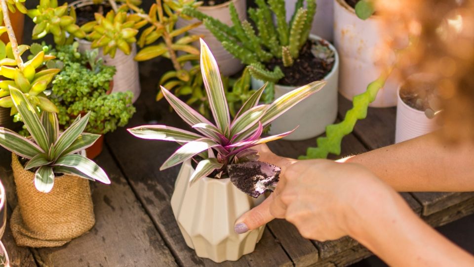 Las plantas son una opción para darle un estilo natural a tu casa