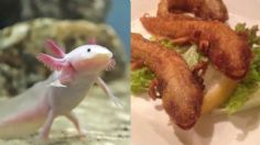 ¿Ajolotes fritos? Usuarios de redes sociales enfurecen contra restaurante por servir a la especie en peligro de extinción