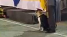 VIDEO: perrita se “gradúa” del colegio y causa furor en las redes