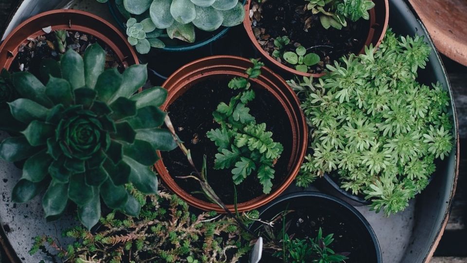 Dale un toque diferente a tus plantas con estas macetas