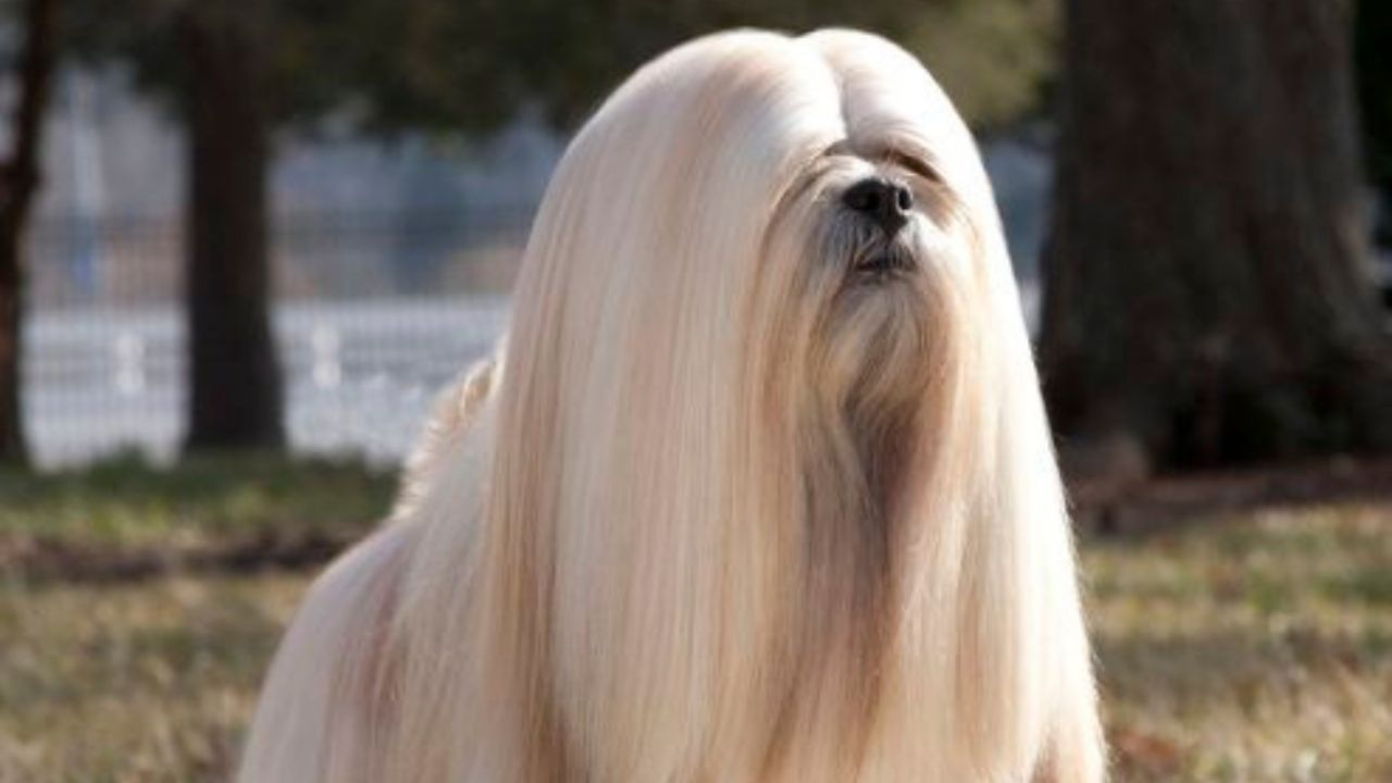 una raza de perro lhasa apso