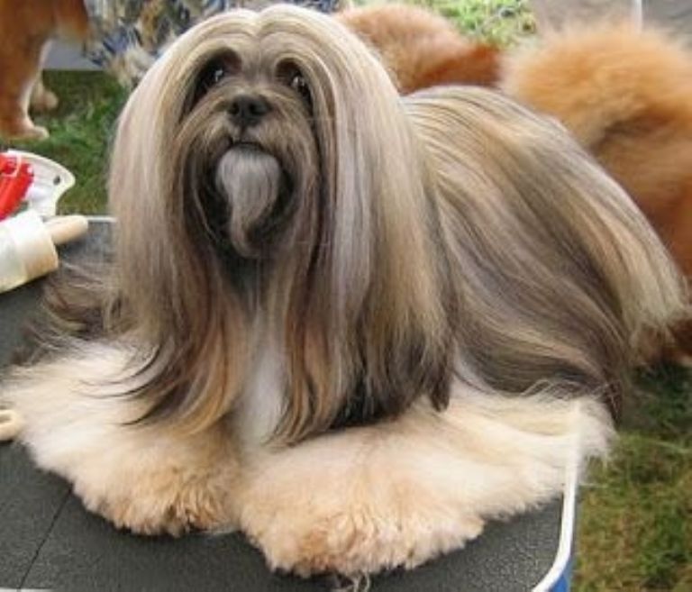 una raza de perro lhasa apso