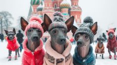 Fiebre por el Xoloitzcuitle inunda las calles de Rusia; ¿por qué los aman tanto?