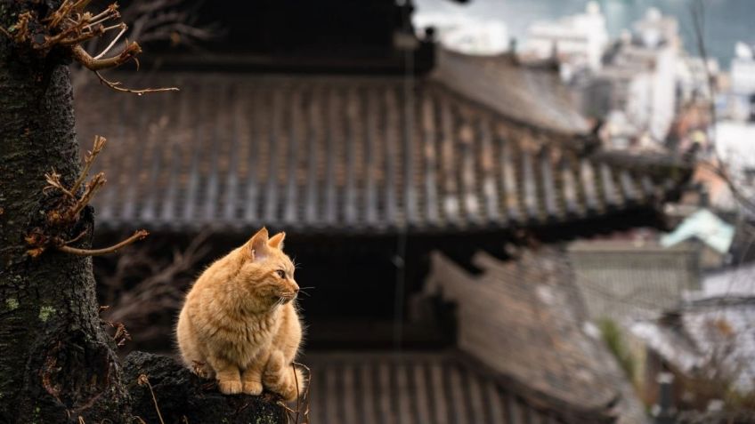 ¡Paraísos felinos! En estos tres países sí que aman a los gatos