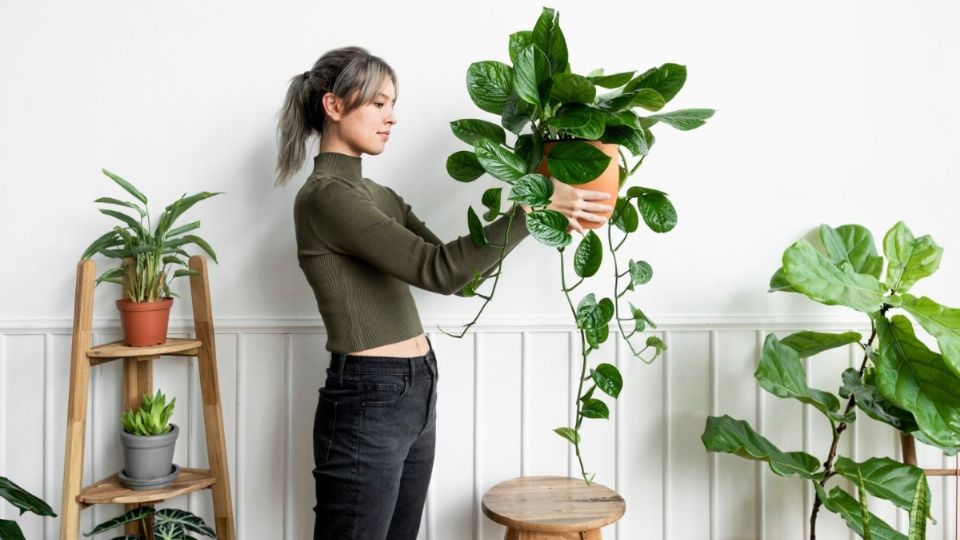 Las plantas también dan un estilo natural a las casas