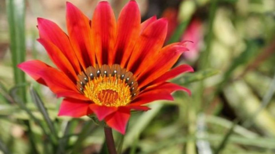 Hay flores que se abren con los rayos del sol