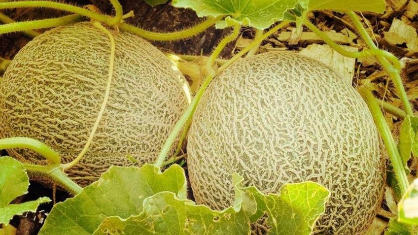 Clausuran temporalmente planta procesadora de melones donde podría haber brote de salmonella