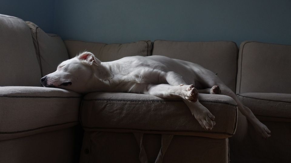 La perrita se encontraba sola en la vivienda al momento de los hechos.