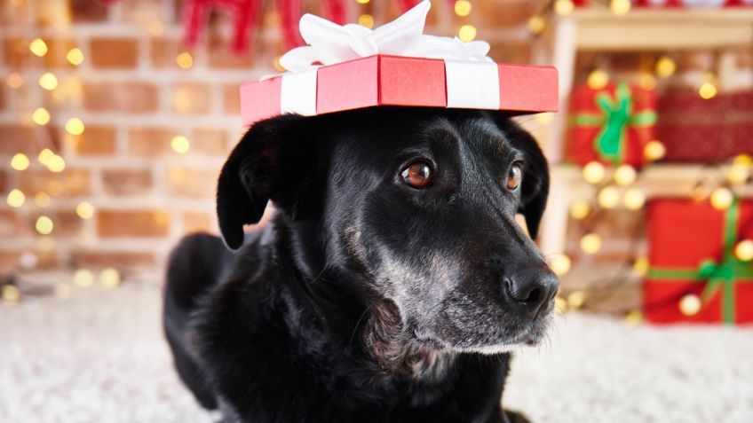 3 razones para no regalar animales en estas fiestas decembrinas: son seres vivos no juguetes