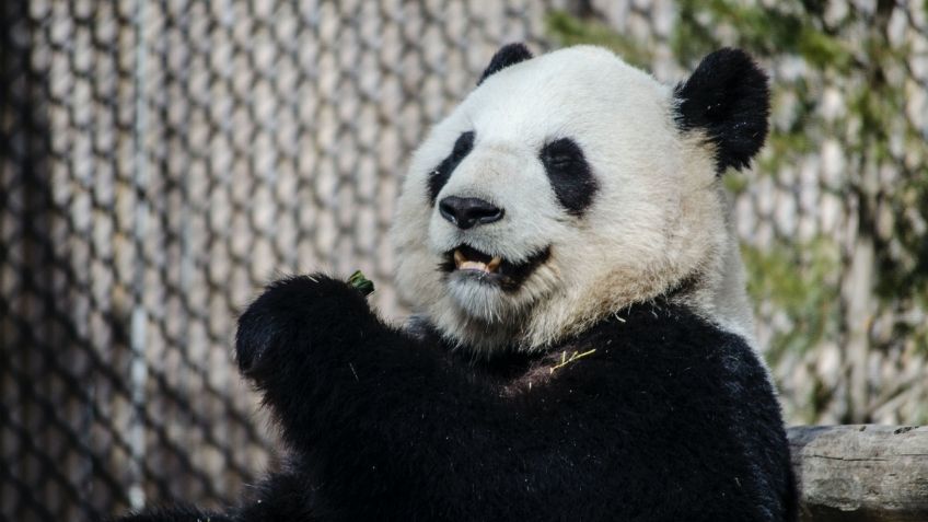 ¡No sólo ajolote frito! Restaurante japonés ofrece hasta oso panda y orca en su menú