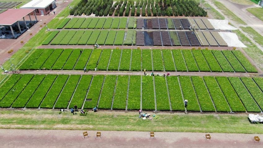 Sedema destaca incremento anual de plantas en los viveros de CDMX