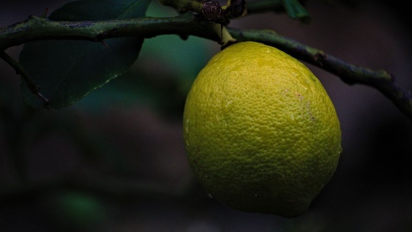 Cultiva un gran limonero en tu casa, solo necesitas una lechuga