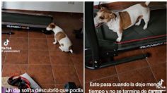 ¡La más fit! Perrita se vuelve viral en TikTok por su amor a hacer ejercicio en una caminadora: VIDEO