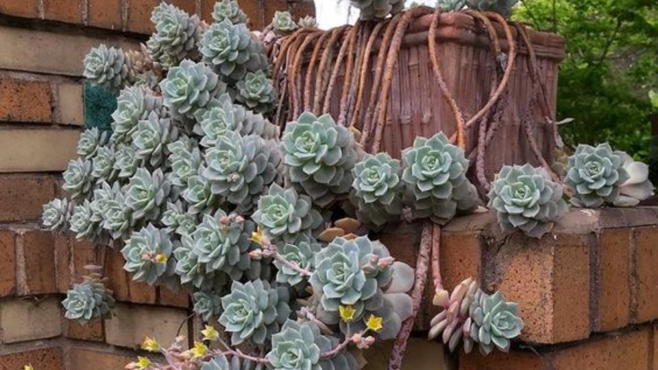 Estas plantas son ideales para dar un toque de frescura y originalidad a tus muebles.