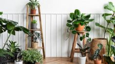 Estas son las 5 plantas de interiores que nunca mueren y que son fáciles de cuidar