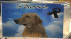 La pirotecnia mató a Elektro, el perrito adoptado por la tienda Elektra en Coahuila