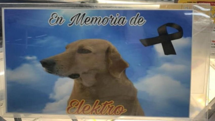 La pirotecnia mató a Elektro, el perrito adoptado por la tienda Elektra en Coahuila