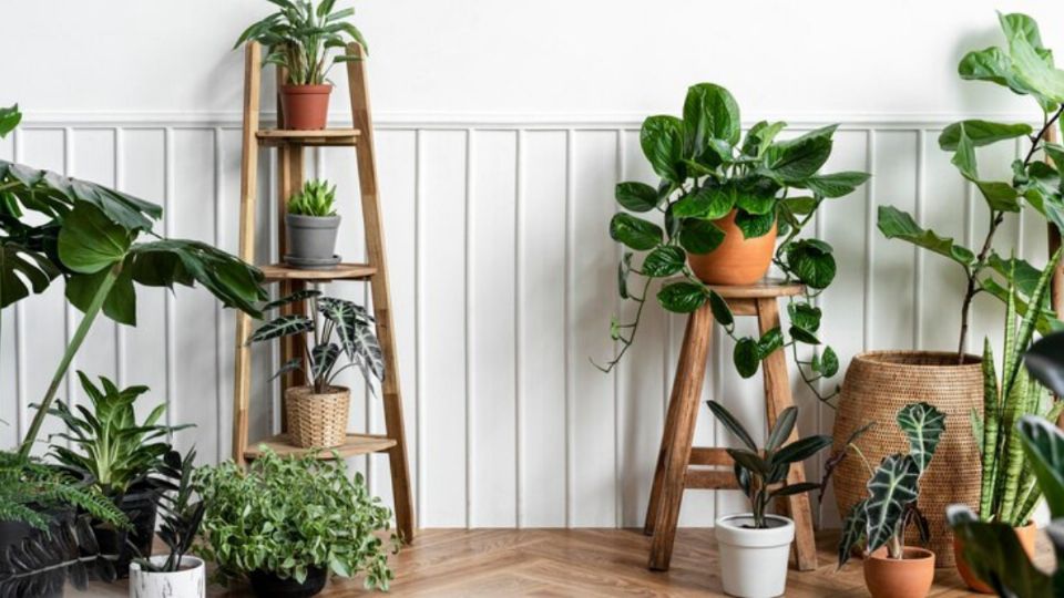 Estas son las 5 plantas de interiores que nunca mueren y que son fáciles de cuidar