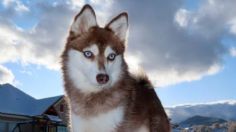 Toma asiento antes de saber cuántos años vive la raza de perro Alaskan Klee Kai