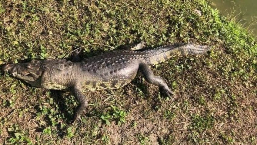 Hallan restos humanos dentro de un cocodrilo en Colima