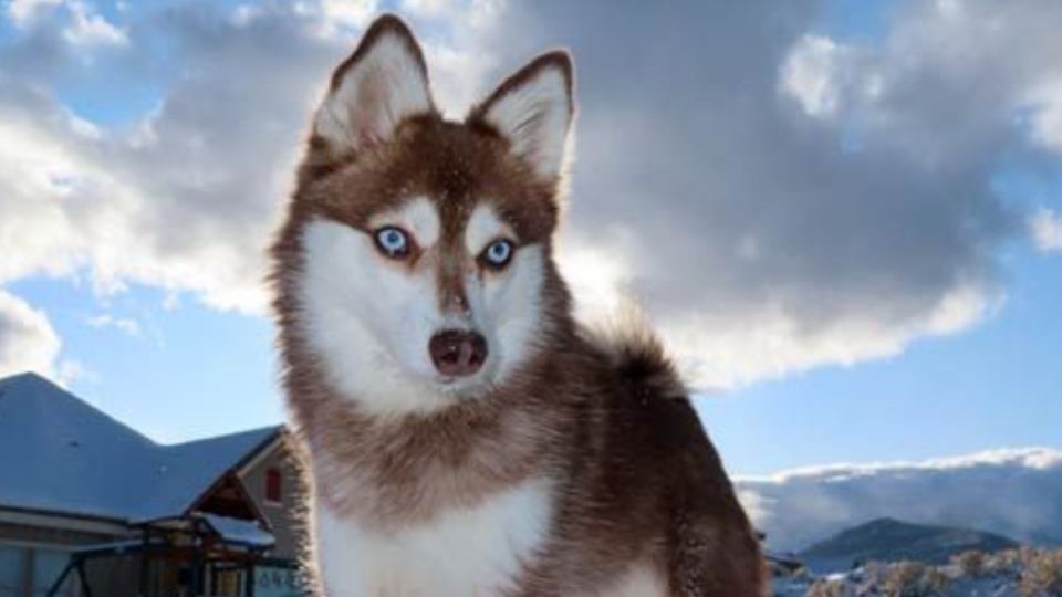 Toma asiento antes de saber cuántos años vive la raza de perro Alaskan Klee Kai