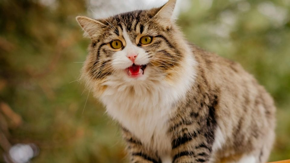 Darle un premio a tu gatito le hará sentir feliz.