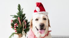 Conoce los 3 mejores regalos de Navidad para tu perrito 