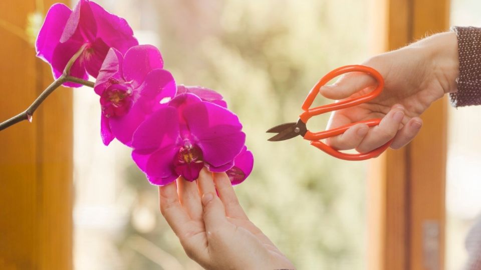 Una linda orquídea morada.