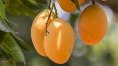 Este es el árbol que debes comprar antes de que termine el año para que te dé frutos en primavera