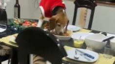 Perrito aprovecha el intercambio familiar y se come la cena navideña: VIDEO