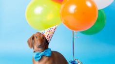 Toma asiento antes de saber el truco para saber la edad humana de tu perro