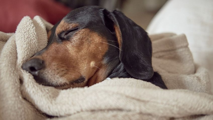 ¿Los perritos sueñan? Esto es lo que tu perro experimenta al dormir