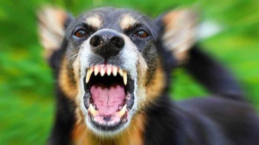 Toma asiento antes de saber la única raza de perro que no ladra