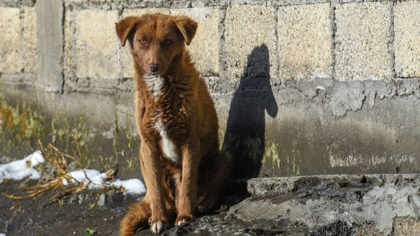 Adolescentes filman maltrato animal; lanzan a un perrito desde barranco en Michoacán