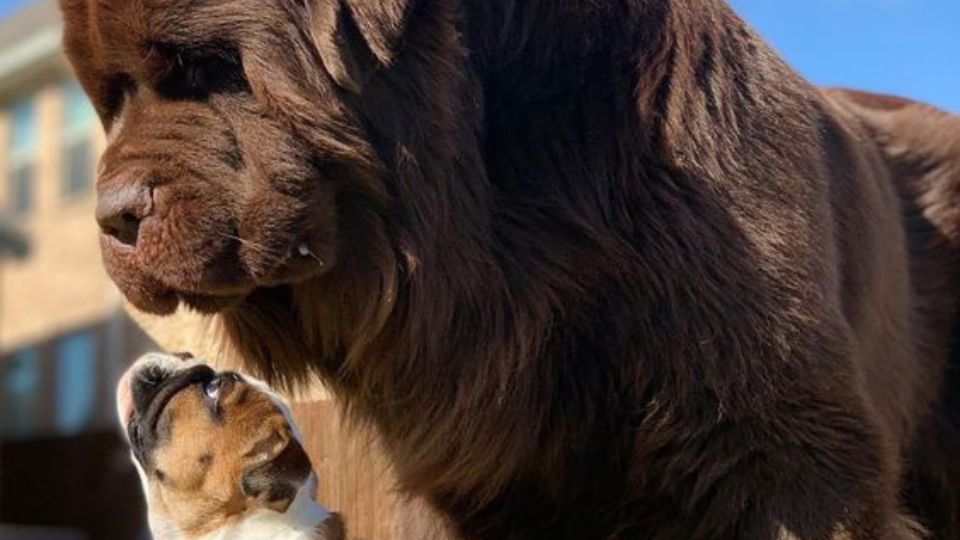 Toma asiento antes de saber por qué las razas de perros grandes viven menos años