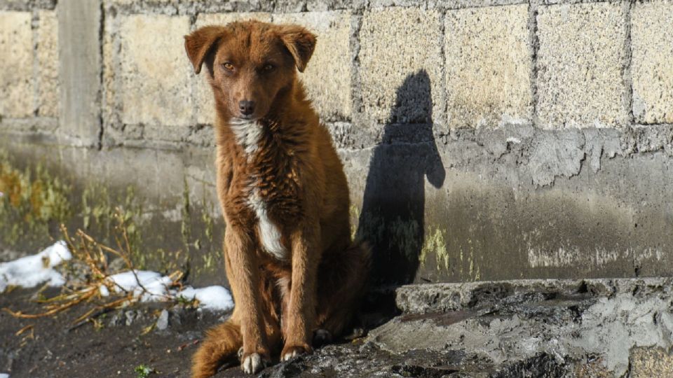 El animal aparentemente sobrevivió a la caída, pero se desconoce su estado de salud.